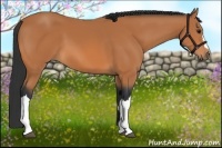 Horse Color:Bay 