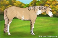 Horse Color:Palomino Dun Sabino