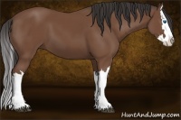 Horse Color:Bay Splash 