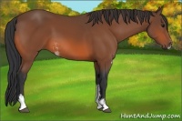 Horse Color:Bay Sabino 