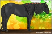 Horse Color:Black 