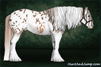 Horse Color:White Spotted Liver Chestnut Splash Appaloosa
