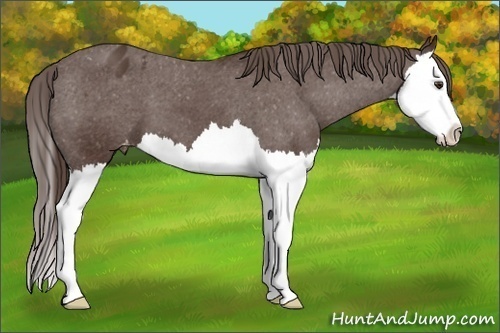 Horse Color:Liver Chestnut Splash Blanket