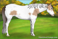Horse Color:Classic Champagne Splash Tobiano Frame Rabicano 