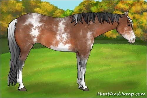 Horse Color: White Spotted Bay 