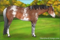 Horse Color:White Spotted Bay 
