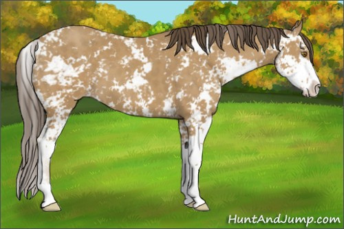 Horse Color: Classic Cream Champagne Sabino 