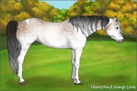 Horse Color:Gray White Spotted Bay Dun Tobiano 