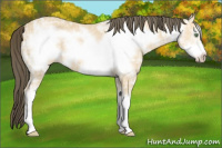 Horse Color:Amber Cream Champagne Ice Sabino Frame 
