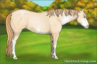 Horse Color:Buckskin Pearl Sabino 