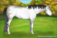 Horse Color:Gray Grullo Sabino Frame 
