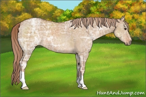 Horse Color: Red Dun Ice 