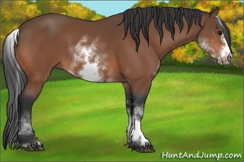 Horse Color:Unknown 