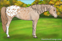 Horse Color:Chestnut Appaloosa 