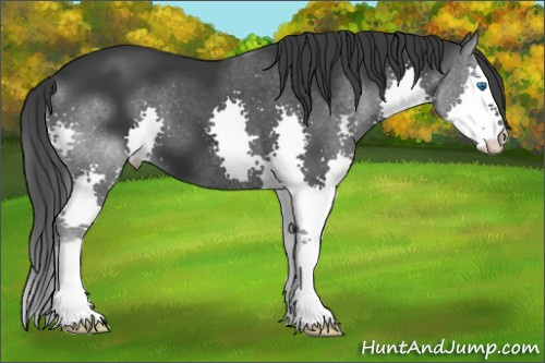 Horse Color:Black Splash 