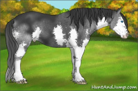 Horse Color:Black Splash 