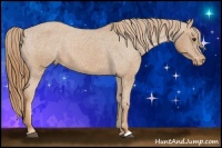Horse Color:Chestnut Appaloosa 
