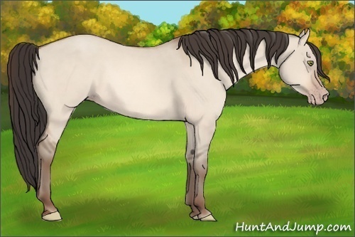 Horse Color: Amber Champagne Dun 
