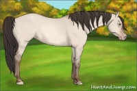 Horse Color:Amber Champagne Dun 