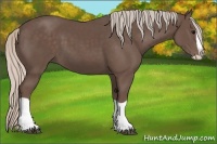 Horse Color:Silver Black Splash 