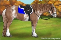 Horse Color:White Spotted Chestnut Sabino 