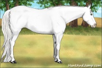 Horse Color:Gold Cream Champagne Snowcap