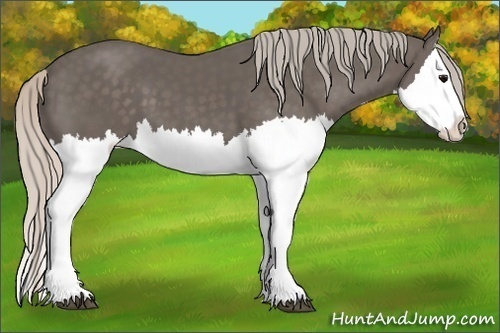 Horse Color:Silver Black Splash