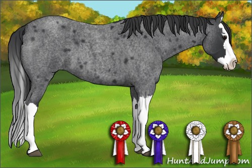 Horse Color: Blue Roan Splash 