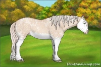 Horse Color:Silver Classic Champagne Ice Dun Splash 