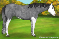 Horse Color:Blue Roan Splash 