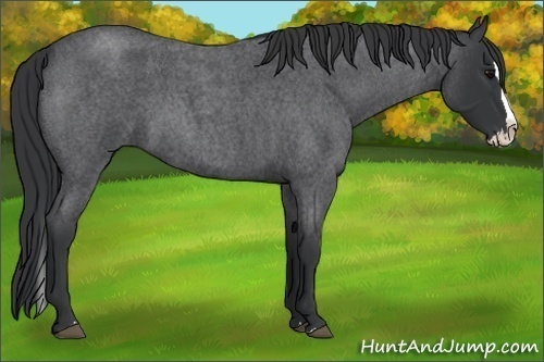 Horse Color: Blue Roan Splash 