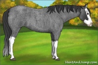 Horse Color:Blue Roan Splash 