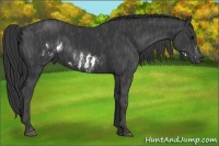 Horse Color:Black Frame  Brindle
