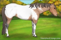 Horse Color:Bay Tobiano Snowcap 