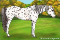 Horse Color:Bay Tobiano Near Leopard 