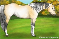 Horse Color:Gray White Spotted Buckskin Tobiano 