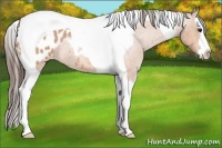 Horse Color:Bay Roan Splash Tobiano Appaloosa