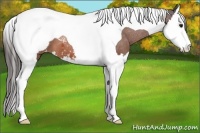 Horse Color:Bay Splash Tobiano Snowcap 