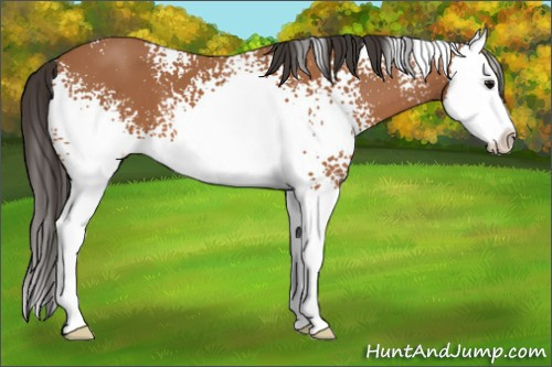Horse Color: White Spotted Bay Splash 