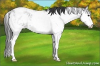 Horse Color:Black Sabino Rabicano 
