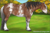 Horse Color:White Spotted Bay 