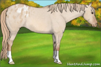 Horse Color:Red Dun Appaloosa 