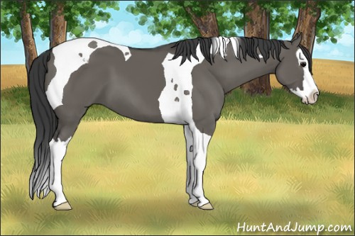 Horse Color: Grullo Sabino Splash Tobiano 