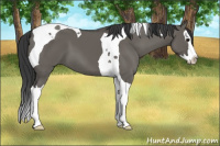 Horse Color:Grullo Sabino Splash Tobiano 