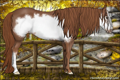 Horse Color: Chestnut Frame 