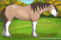 Horse Color:Amber Champagne Splash 