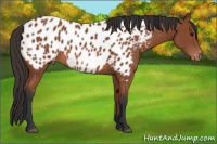 Horse Color:Bay Appaloosa
