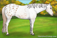 Horse Color:Chestnut Appaloosa