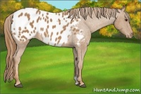 Horse Color:Chestnut Appaloosa 