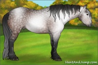 Horse Color:Gray Bay 